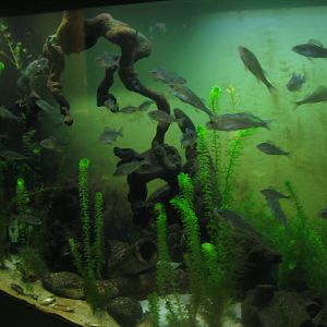 Museum für Natur und Umwelt - Fish tank