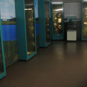 Museum für Natur und Umwelt - Cabinets with taxidermized birds