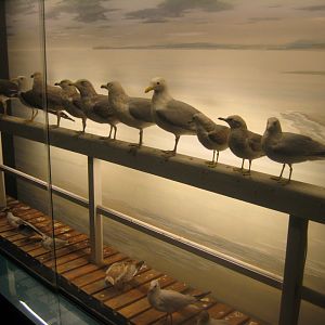 Museum für Natur und Umwelt - Gull diorama