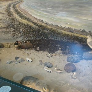 Museum für Natur und Umwelt - Coast diorama