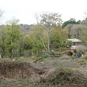 New Savannah preparation, November 2017