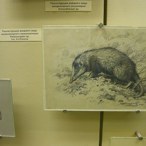 Palaeoscaptor sp. reconstruction