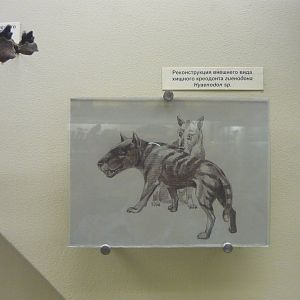 Hyaenodon sp. reconstruction