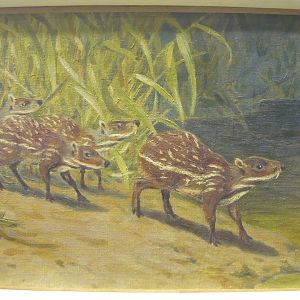 Lophiomeryx reconstruction