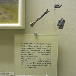Lophiomeryx limb and skull fragments