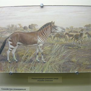 Stenon zebra reconstruction