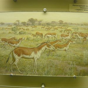 Hipparion reconstruction