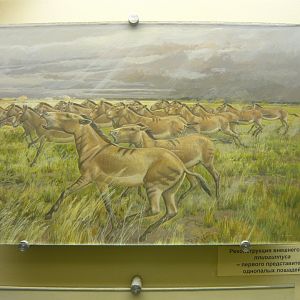 Pliohippus reconstruction