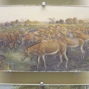 Mesohippus reconstruction