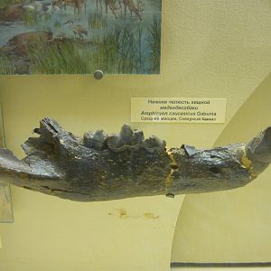 Amphicyon caucasicus mandible