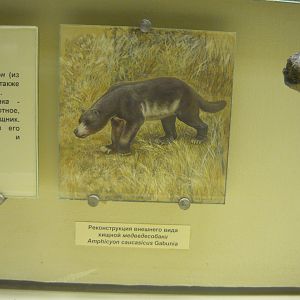 Amphicyon caucasicus reconstruction