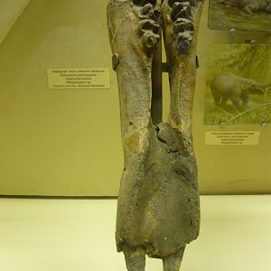 Platybelodon sp. mandible