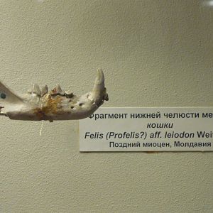 Felis (Profelis) aff. leiodon mandible