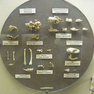 Small mammals from the Hipparion fauna