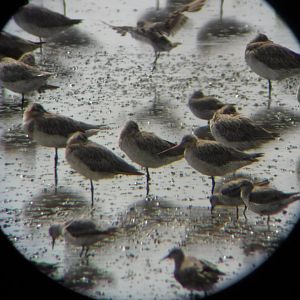 Bar-tailed Godwit (Limosa lapponica) & Lesser Knots (Calidris canutus)