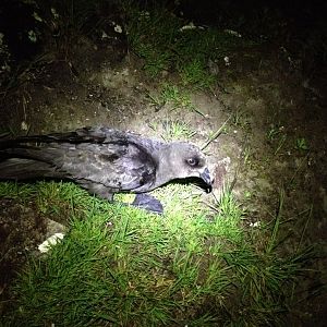 Grey-faced Petrel (Pterodroma gouldi)