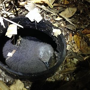 Grey-faced Petrel (Pterodroma gouldi) - Chick in burrow