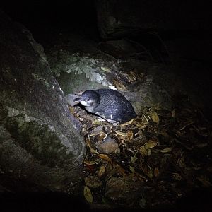 Little Penguin (Eudyptula minor)