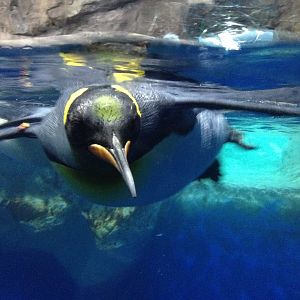 King Penguin (Aptenodytes patagonicus)