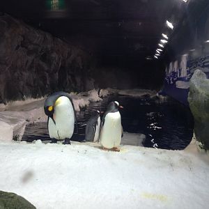 King Penguin (Aptenodytes patagonicus) & Gentoo Penguins (Pygoscelis papua)