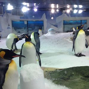 King Penguins (Aptenodytes patagonicus)