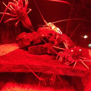 Red Crayfish (Jasus edwardsii)