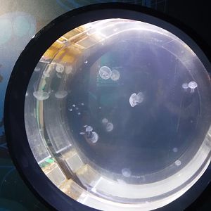 Jellyfish tank