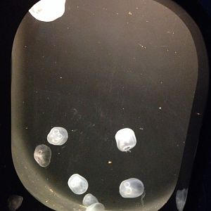 Jellyfish tank