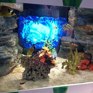 Amazing Creations interactive aquarium