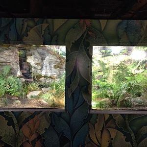 Tuatara exhibit