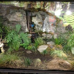 Tuatara exhibit
