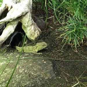 Tuatara (Sphenodon punctatus)