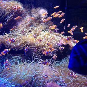 Clownfish tank