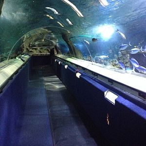 Shark Tunnel