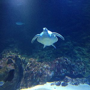 Green Sea Turtle (Chelonia mydas)