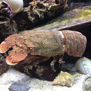 Rough Spanish Lobster (Arctides antipodarum)