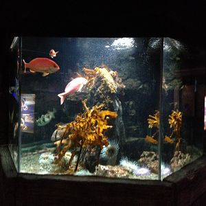 Aquarium