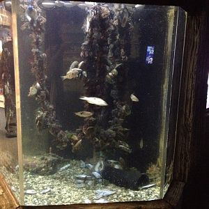 Green-lipped Mussels tank