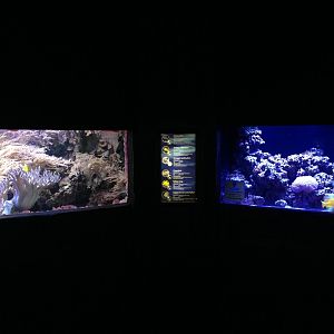 Reef tanks