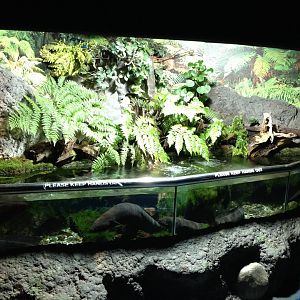 New Zealand Longfin Eel tank