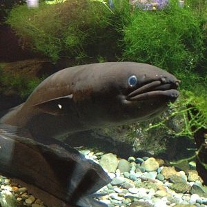 New Zealand Longfin Eel (Anguilla dieffenbachii)