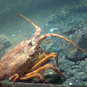 Packhorse Lobster (Sagmariasus verreauxi)