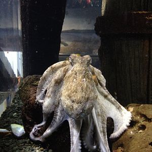 Signed as: Octopus sp.