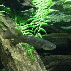 Giant Kokopu (Galaxias argenteus)