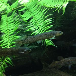 ID? & Giant Kokopus (Galaxias argenteus)