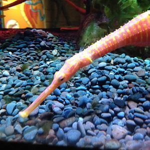 Spiny Pipehorse (Solegnathus spinosissimus)