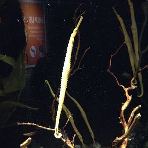 Spiny Pipehorse (Solegnathus spinosissimus)