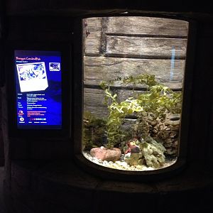 Banggai Cardinalfish tank