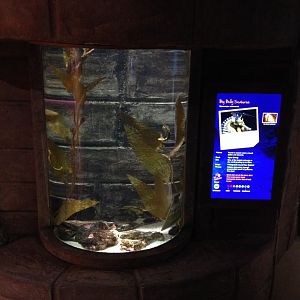 Big-belly Seahorse tank