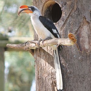 Von der Deckens hornbill